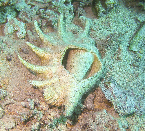 Giant Spider Conch