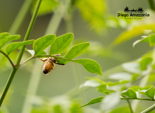 photo of Western Honey Bee (Apis mellifera)