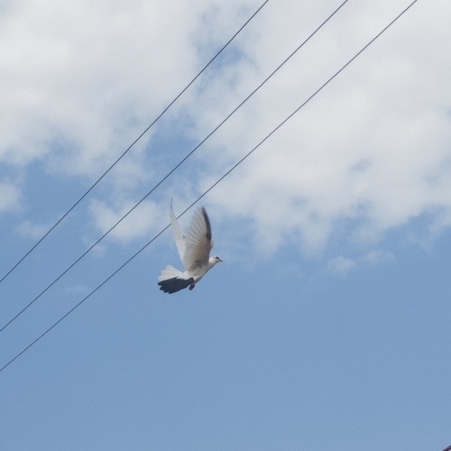Feral Pigeon