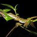 Water Anole - Photo (c) redpine, all rights reserved, uploaded by redpine