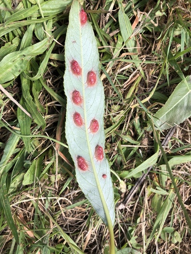 Willow Redgall Sawfly