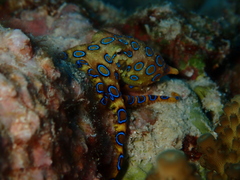 Blue-ringed octopus