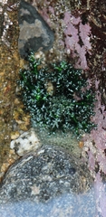 Athyonidium chilensis image