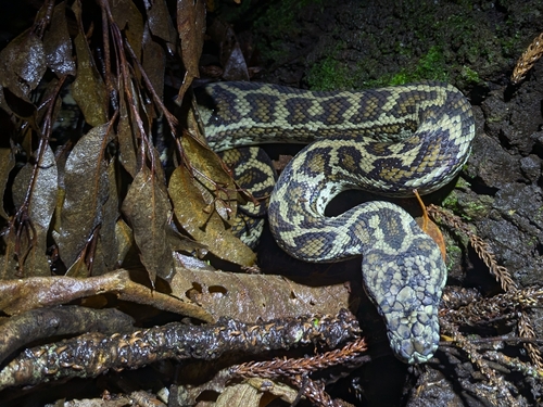 Coastal Carpet Python sighting