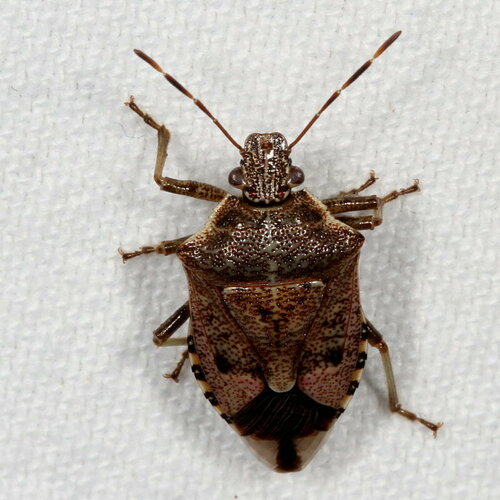 Podisus serieventris Uhler, 1871