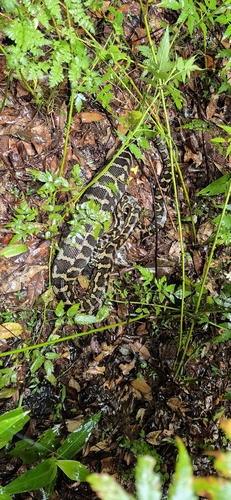 Coastal Carpet Python sighting