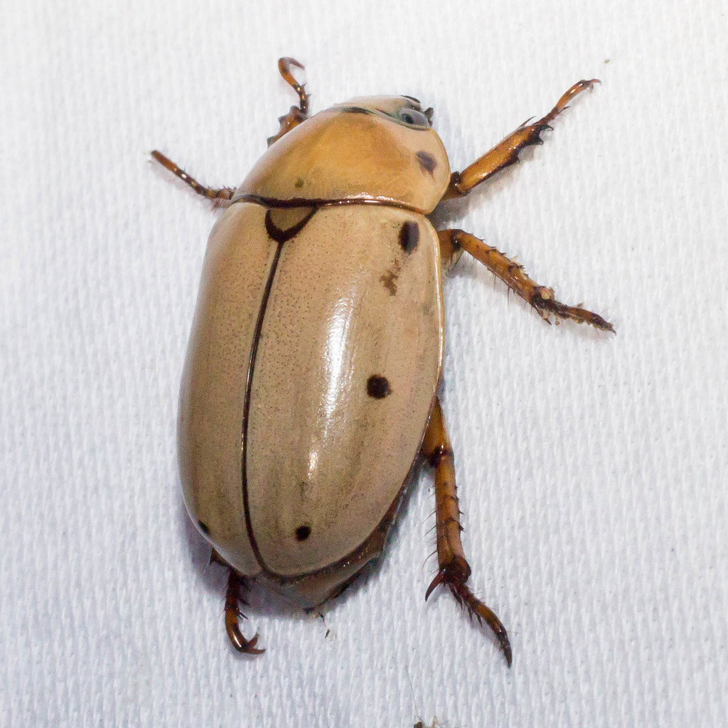 Grapevine Beetle (Pelidnota punctata) · iNaturalist