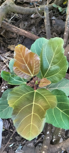Roxburgh fig