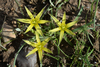 Acute-flowered Star-of-Bethlehem - Photo (c) Ori Fragman-Sapir, all rights reserved, uploaded by Ori Fragman-Sapir