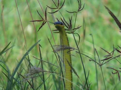Common Tree Snake sighting