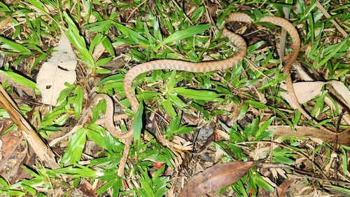 Brown Tree Snake sighting