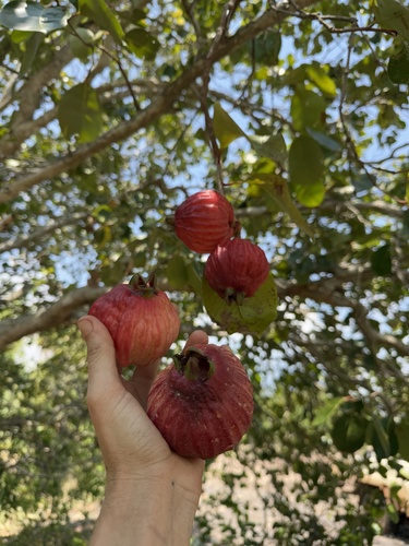 red bush apple