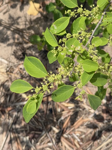 Flueggea virosa melanthesoides