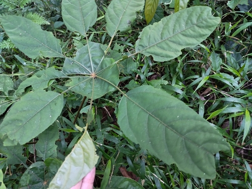 Trevesia lateospina