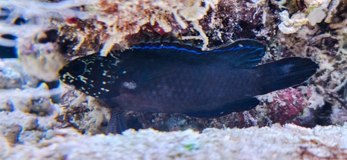Coral Devil — seen at this dive site