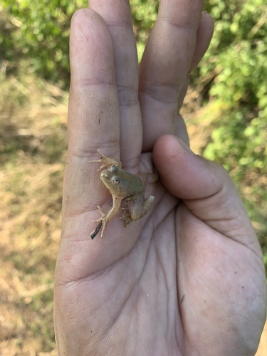 Green Puddle Frog
