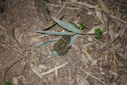 Asian Common Toad