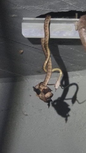 Brown Tree Snake sighting