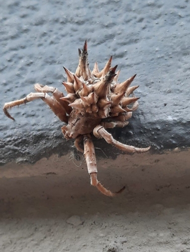 Hedgehog Spider