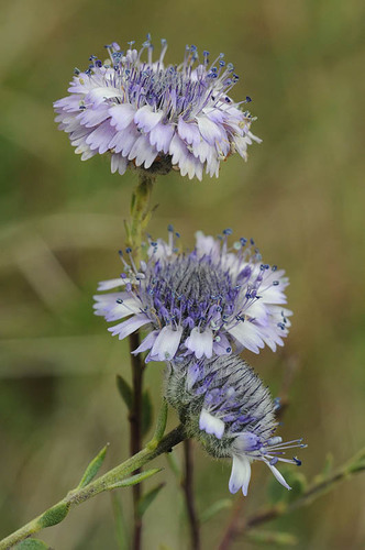 Globularia