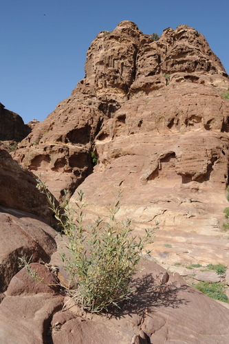 Gomphocarpus sinaicus