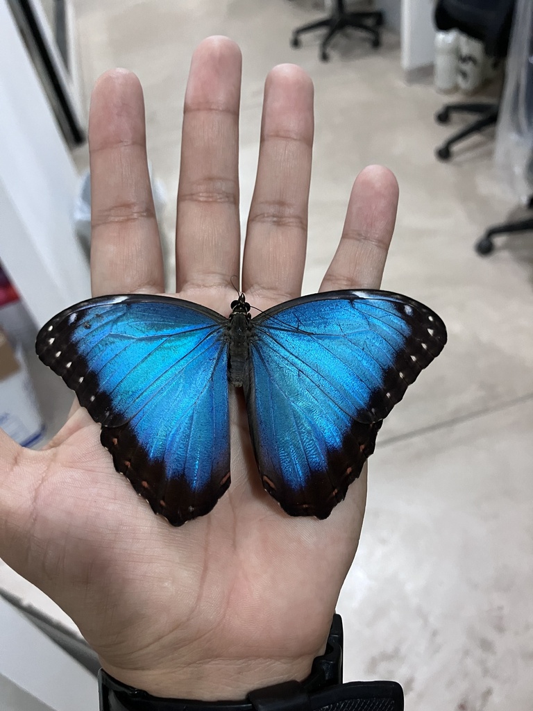 Common Morpho from Tulum, Q. Roo., MX on October 26, 2024 at 08:10 AM ...