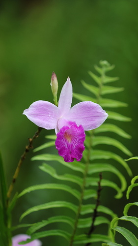Bamboo Orchid