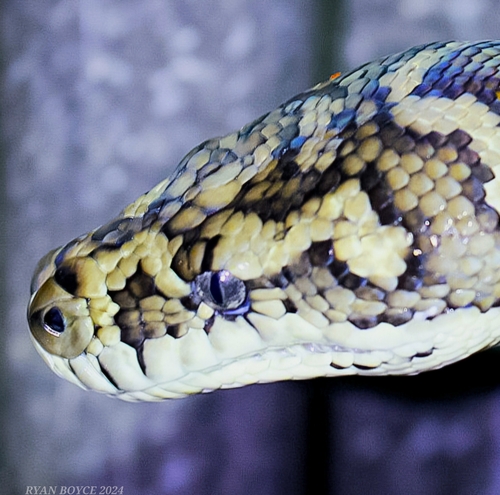 Coastal Carpet Python sighting