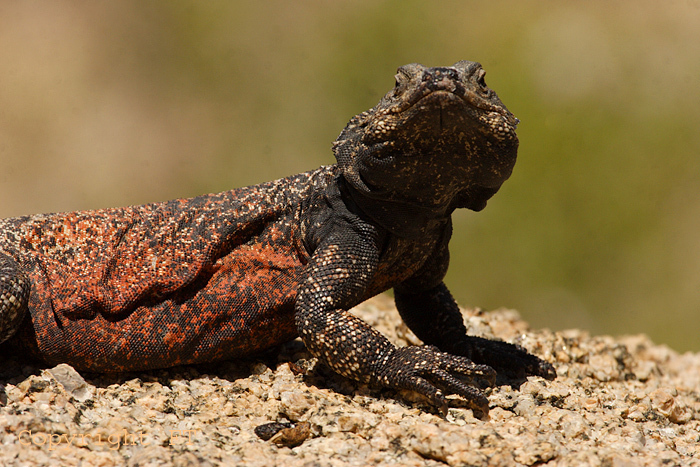 Common Chuckwalla from Cottonwood Springs, Joshua Tree National Park ...