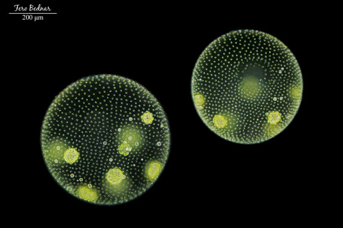 Volvox aureus