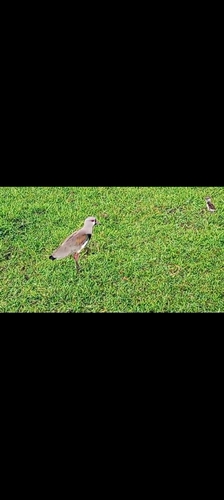 Southern Lapwing