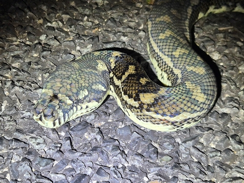 Coastal Carpet Python sighting