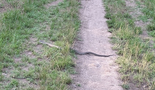 Tiger Snake sighting
