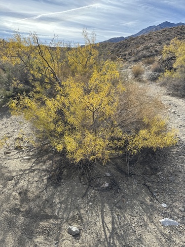 Desert Willow - 'Bubba' foliage