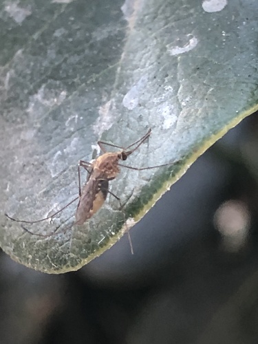 Southern House Mosquito