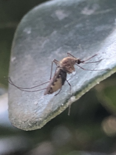 Southern House Mosquito