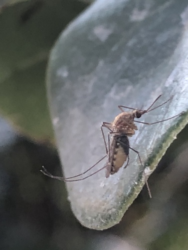 Southern House Mosquito