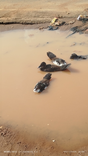 Domestic Muscovy Duck