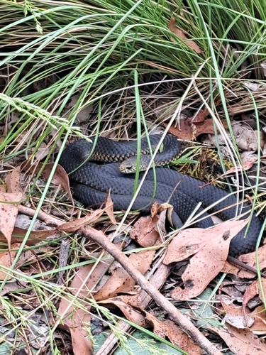 Lowlands Copperhead sighting