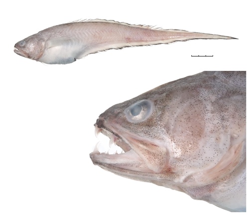 Pyramodon lindas