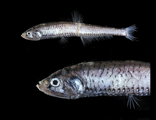 Polymetme elongata