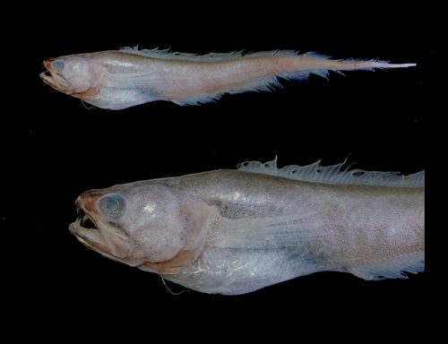 Pyramodon ventralis