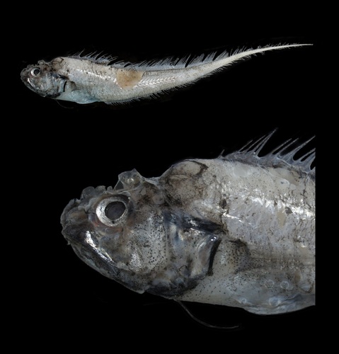 Glyptophidium argenteum