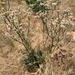Tall Wild Buckwheat - Photo (c) Lynn Boulton, all rights reserved, uploaded by Lynn Boulton