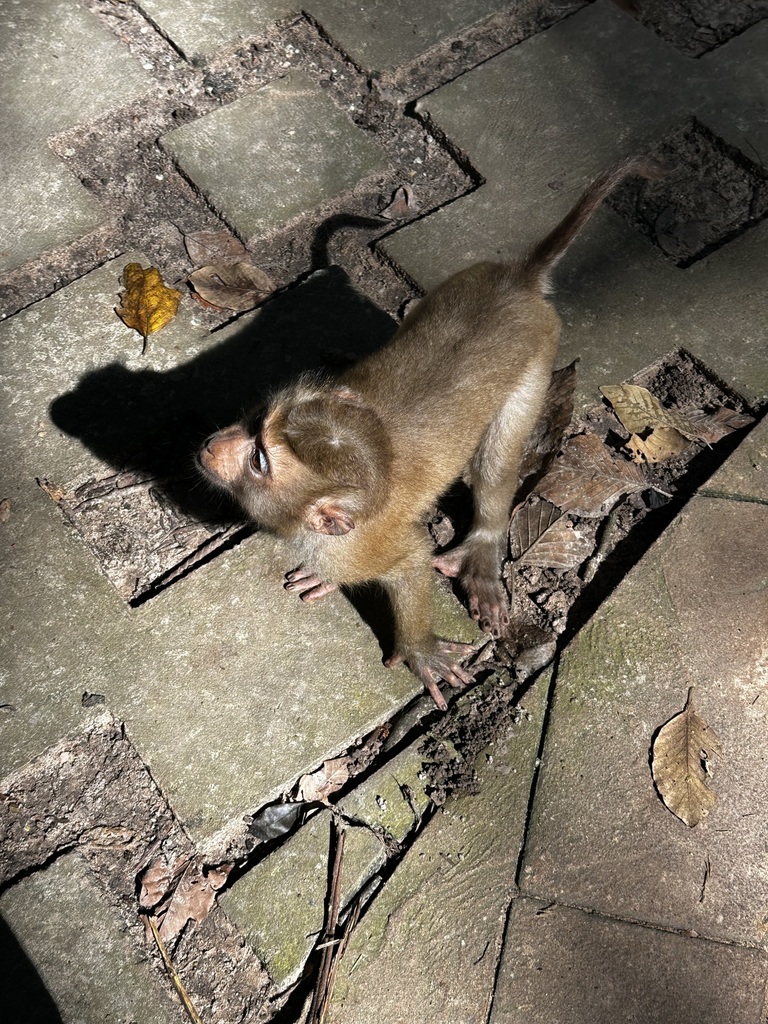 Rand Rudland Northern Pig-tailed Macaque in October 2024 by Rand Rudland · iNaturalist