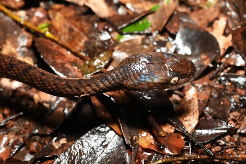 Brown Tree Snake sighting