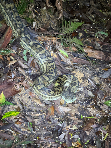 Coastal Carpet Python sighting