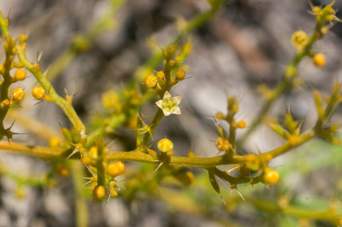 Spicule Rootthug (Thesium spinulosum)