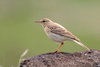 Tawny Pipit - Photo (c) sdrov, all rights reserved, uploaded by sdrov