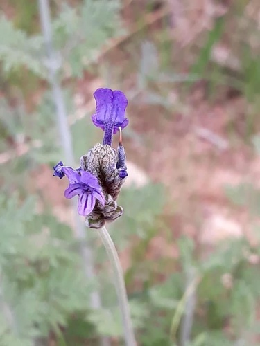 Cut-leaved lavender